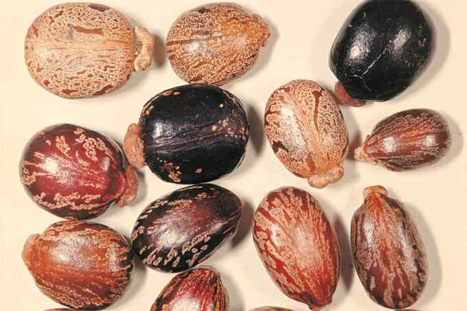 Graine de Ricin 1 kg