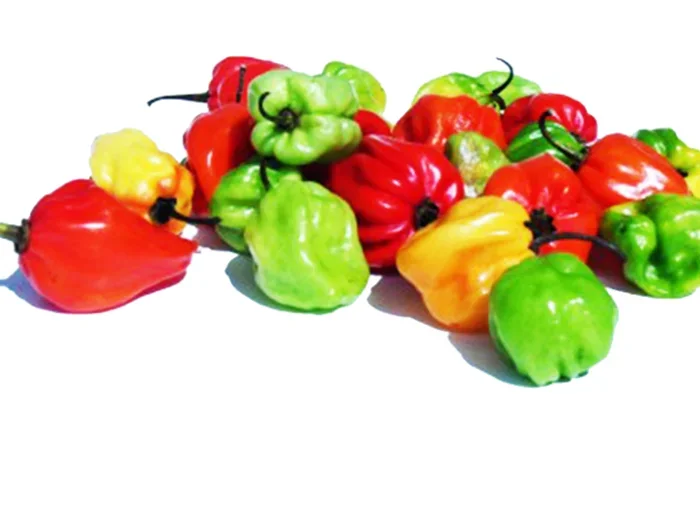 Piment Gbatakin