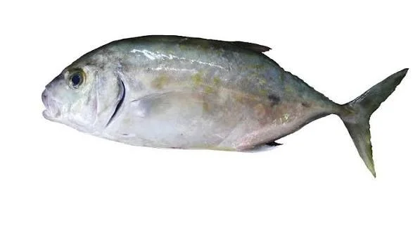 Poisson Carangue